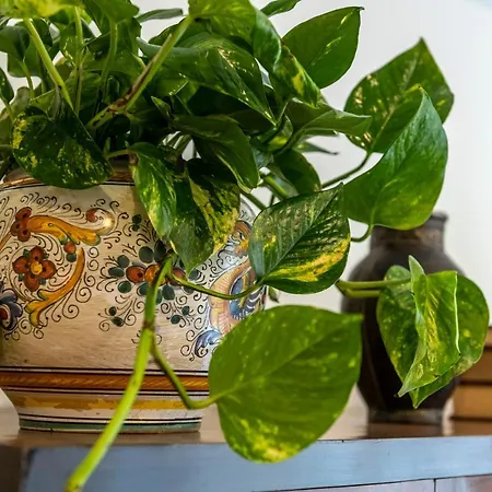 公寓 Il Nido Del Belocchio